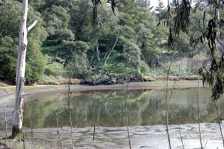Elkhorn Slough Feb. 2010 046.jpg